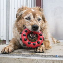 Load image into Gallery viewer, KONG Dotz Square Dog Toy